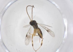  ( - CBG-B14618-B05)  @11 [ ] CreativeCommons - Attribution Share - Alike (2025) Centre for Biodiversity Genomics Centre for Biodiversity Genomics