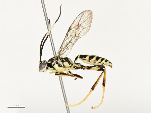  ( - CBG-B18755-A04)  @11 [ ] CreativeCommons - Attribution Share - Alike (2025) CBG Photography Group Centre for Biodiversity Genomics