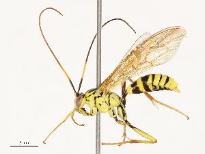  ( - CBG-B18758-G07)  @11 [ ] CreativeCommons - Attribution Share - Alike (2025) CBG Photography Group Centre for Biodiversity Genomics