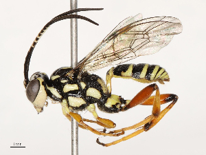  ( - CBG-B18761-A12)  @11 [ ] CreativeCommons - Attribution Share - Alike (2025) CBG Photography Group Centre for Biodiversity Genomics