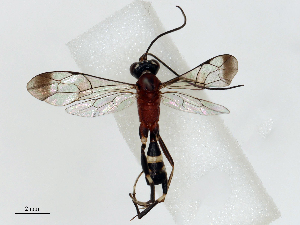 ( - CBG-B15171-E04)  @11 [ ] CreativeCommons - Attribution Share - Alike (2025) CBG Photography Group Centre for Biodiversity Genomics