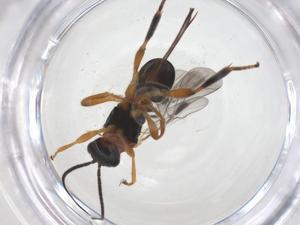  ( - CBG-B16970-G01)  @11 [ ] CreativeCommons - Attribution Share - Alike (2025) Centre for Biodiversity Genomics Centre for Biodiversity Genomics