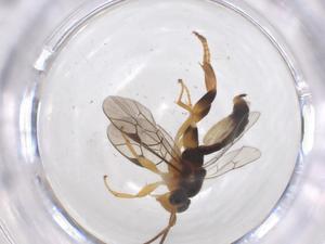  ( - CBG-B16971-G01)  @11 [ ] CreativeCommons - Attribution Share - Alike (2025) Centre for Biodiversity Genomics Centre for Biodiversity Genomics