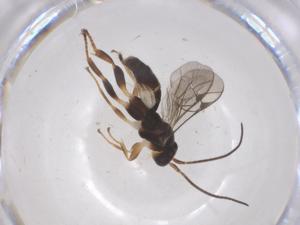  ( - CBG-B16971-G02)  @11 [ ] CreativeCommons - Attribution Share - Alike (2025) Centre for Biodiversity Genomics Centre for Biodiversity Genomics