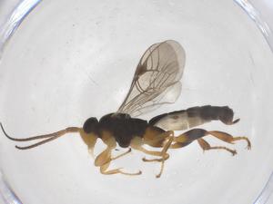  ( - CBG-B16972-G06)  @11 [ ] CreativeCommons - Attribution Share - Alike (2025) Centre for Biodiversity Genomics Centre for Biodiversity Genomics