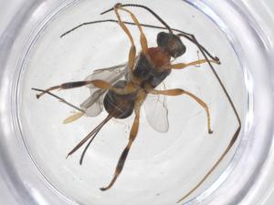  ( - CBG-B16972-H06)  @11 [ ] CreativeCommons - Attribution Share - Alike (2025) Centre for Biodiversity Genomics Centre for Biodiversity Genomics