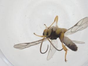  ( - CBG-B17020-A04)  @11 [ ] CreativeCommons - Attribution Share - Alike (2025) Centre for Biodiversity Genomics Centre for Biodiversity Genomics