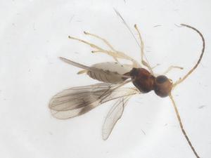  ( - CBG-B17063-A08)  @11 [ ] CreativeCommons - Attribution Share - Alike (2025) Centre for Biodiversity Genomics Centre for Biodiversity Genomics