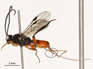  ( - CBG-B17179-A08)  @11 [ ] CreativeCommons - Attribution Share - Alike (2025) CBG Photography Group Centre for Biodiversity Genomics