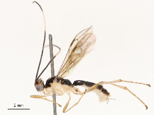  ( - CBG-B17179-B04)  @11 [ ] CreativeCommons - Attribution Share - Alike (2025) CBG Photography Group Centre for Biodiversity Genomics