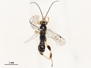  ( - CBG-B17179-B08)  @11 [ ] CreativeCommons - Attribution Share - Alike (2025) CBG Photography Group Centre for Biodiversity Genomics