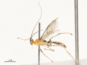  ( - CBG-B17179-C06)  @11 [ ] CreativeCommons - Attribution Share - Alike (2025) CBG Photography Group Centre for Biodiversity Genomics