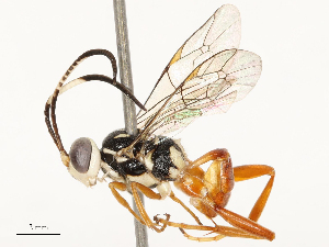  ( - CBG-B17179-F11)  @11 [ ] CreativeCommons - Attribution Share - Alike (2025) CBG Photography Group Centre for Biodiversity Genomics