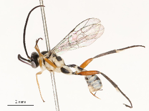  ( - CBG-B17179-H02)  @11 [ ] CreativeCommons - Attribution Share - Alike (2025) CBG Photography Group Centre for Biodiversity Genomics