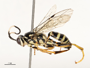  ( - CBG-B17304-G06)  @11 [ ] CreativeCommons - Attribution Share - Alike (2025) CBG Photography Group Centre for Biodiversity Genomics