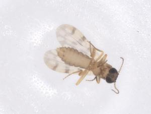  ( - CBG-B14709-G08)  @11 [ ] CreativeCommons - Attribution Share - Alike (2025) Centre for Biodiversity Genomics Centre for Biodiversity Genomics