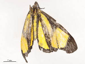  ( - CBG-B14792-D02)  @11 [ ] CreativeCommons - Attribution Share - Alike (2025) CBG Photography Group Centre for Biodiversity Genomics