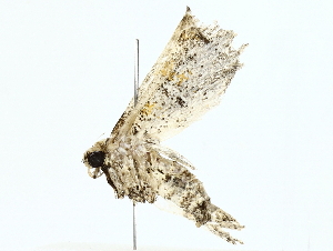  ( - BIOUG77732-D06)  @11 [ ] CreativeCommons - Attribution (2022) CBG Photography Group Centre for Biodiversity Genomics