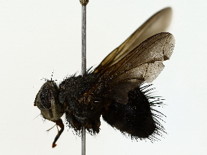  ( - BIOUG80723-A01)  @11 [ ] CreativeCommons - Attribution (2022) CBG Photography Group Centre for Biodiversity Genomics