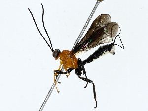  ( - BIOUG80724-D12)  @11 [ ] CreativeCommons - Attribution (2022) CBG Photography Group Centre for Biodiversity Genomics