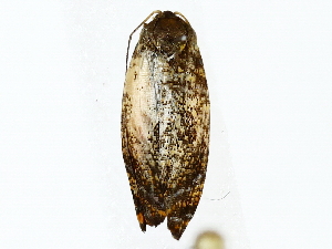  ( - BIOUG85458-D09)  @11 [ ] CreativeCommons - Attribution (2022) CBG Photography Group Centre for Biodiversity Genomics