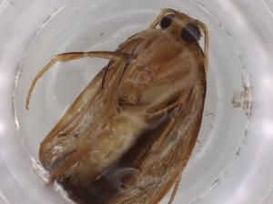  ( - BIOUG86908-G09)  @11 [ ] CreativeCommons - Attribution (2022) Centre for Biodiversity Genomics Centre for Biodiversity Genomics