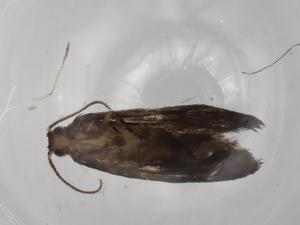  ( - BIOUG86908-H08)  @11 [ ] CreativeCommons - Attribution (2022) Centre for Biodiversity Genomics Centre for Biodiversity Genomics