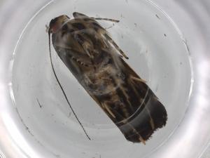  ( - BIOUG86909-D01)  @11 [ ] CreativeCommons - Attribution (2022) Centre for Biodiversity Genomics Centre for Biodiversity Genomics