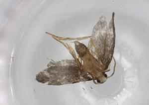  ( - BIOUG86909-D02)  @11 [ ] CreativeCommons - Attribution (2022) Centre for Biodiversity Genomics Centre for Biodiversity Genomics