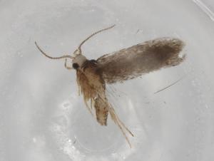  ( - BIOUG88010-F03)  @11 [ ] CreativeCommons - Attribution (2022) Centre for Biodiversity Genomics Centre for Biodiversity Genomics