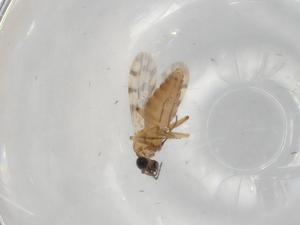  ( - BIOUG88088-H07)  @11 [ ] CreativeCommons - Attribution (2022) Centre for Biodiversity Genomics Centre for Biodiversity Genomics