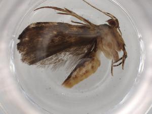  ( - BIOUG91100-D01)  @11 [ ] CreativeCommons - Attribution (2022) Centre for Biodiversity Genomics Centre for Biodiversity Genomics