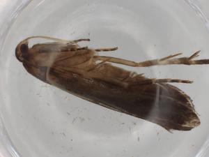  ( - BIOUG91100-D10)  @11 [ ] CreativeCommons - Attribution (2022) Centre for Biodiversity Genomics Centre for Biodiversity Genomics