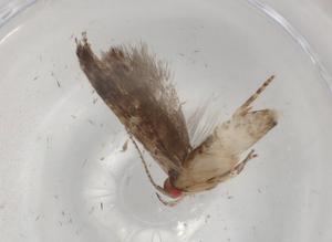  ( - BIOUG91100-E04)  @11 [ ] CreativeCommons - Attribution (2022) Centre for Biodiversity Genomics Centre for Biodiversity Genomics