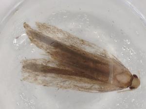  ( - BIOUG91124-D08)  @11 [ ] CreativeCommons - Attribution (2022) Centre for Biodiversity Genomics Centre for Biodiversity Genomics