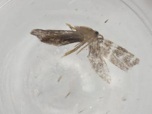  ( - BIOUG91195-A01)  @11 [ ] CreativeCommons - Attribution (2022) Centre for Biodiversity Genomics Centre for Biodiversity Genomics