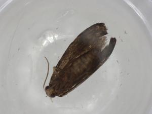  ( - CBG-A02718-C02)  @11 [ ] CreativeCommons - Attribution (2023) Centre for Biodiversity Genomics Centre for Biodiversity Genomics