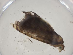  (tortMalaise29 Malase1324 - CBG-A04157-F08)  @11 [ ] CreativeCommons - Attribution (2023) Centre for Biodiversity Genomics Centre for Biodiversity Genomics