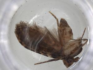  (geleBioLep01 BioLep1377 - CBG-A02749-H10)  @11 [ ] CreativeCommons - Attribution (2023) Centre for Biodiversity Genomics Centre for Biodiversity Genomics