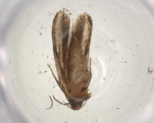  ( - CBG-A03683-H05)  @11 [ ] CreativeCommons - Attribution (2023) Centre for Biodiversity Genomics Centre for Biodiversity Genomics