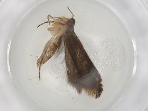  ( - CBG-A03690-B06)  @11 [ ] CreativeCommons - Attribution (2023) Centre for Biodiversity Genomics Centre for Biodiversity Genomics