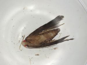  ( - CBG-A04077-A11)  @11 [ ] CreativeCommons - Attribution (2023) Centre for Biodiversity Genomics Centre for Biodiversity Genomics