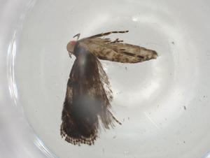  ( - CBG-A04077-C11)  @11 [ ] CreativeCommons - Attribution (2023) Centre for Biodiversity Genomics Centre for Biodiversity Genomics