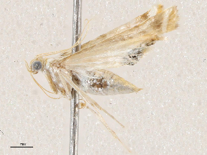  (Argyractoides nitensEPR08 - CBG-A04480-C10)  @11 [ ] CreativeCommons - Attribution (2023) CBG Photography Group Centre for Biodiversity Genomics