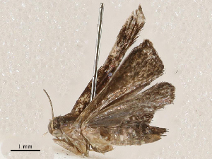  ( - CBG-A04480-E09)  @11 [ ] CreativeCommons - Attribution (2023) CBG Photography Group Centre for Biodiversity Genomics