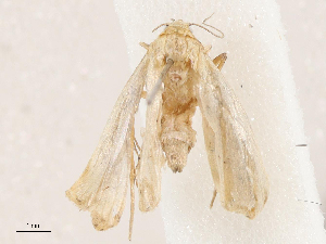  ( - CBG-A04501-B08)  @11 [ ] CreativeCommons - Attribution (2023) CBG Photography Group Centre for Biodiversity Genomics