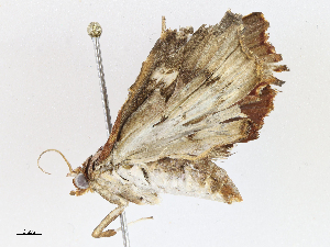  (spiloBioLep01 Malaise8659 - CBG-A04522-C05)  @11 [ ] CreativeCommons - Attribution (2023) CBG Photography Group Centre for Biodiversity Genomics