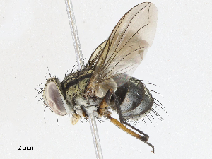  (Calodexia Malaise8902 - CBG-A04522-E04)  @11 [ ] CreativeCommons - Attribution (2023) CBG Photography Group Centre for Biodiversity Genomics