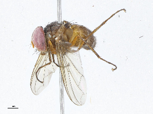  (Telothyria Malaise5876 - CBG-A04543-D08)  @11 [ ] CreativeCommons - Attribution (2023) CBG Photography Group Centre for Biodiversity Genomics