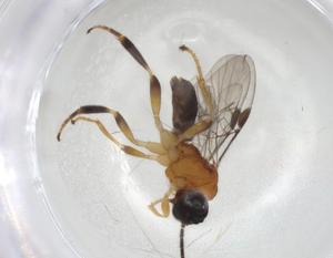  ( - CBG-A04856-D12)  @11 [ ] CreativeCommons - Attribution (2023) Centre for Biodiversity Genomics Centre for Biodiversity Genomics